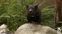 Тасманійський диявол